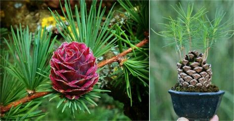 How To Grow Pine Trees From Pine Cone Seeds How To Instructions