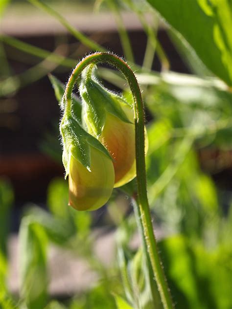 Find a solution for yellow rubber tree leaves in this article. Stonebrae garden 20140318 | Yellow sweet peas ...