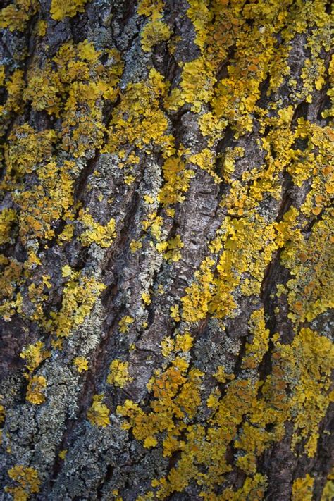 Yellow Moss On The Bark Of A Tree Trunk In Autumn Stock
