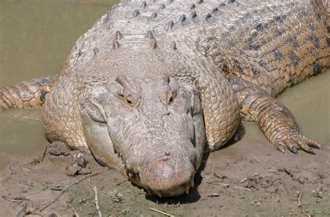 Crocodilians Big Animals