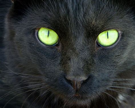 Images Of Black Cats With Green Eyes Boo Black Cat