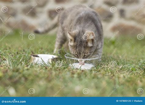 Cat Licking Milk From A Bowl Stock Image Image Of Domestic Mammal