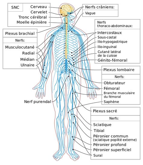 Neurons are able to respond to stimuli (such as touch, sound, light, and so on), conduct impulses, and communicate with each other (and with other types of cells like muscle cells). File:Nervous system diagram-fr.svg - Wikimedia Commons