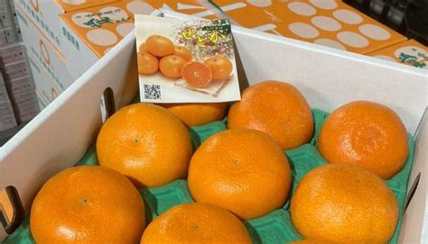 Japanese Orange Let Me Introduce My Beautiful Prefecture To You