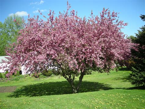 While the budding leaves and fruit are an added attraction to crabapple trees, the observant homeowner may note ugly spots developing on new leaves. How to Grow and Care for Flowering Crabapple Trees