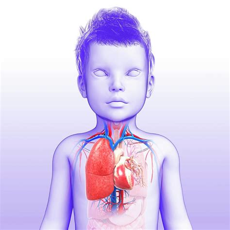 Childs Respiratory System Photograph By Pixologicstudioscience Photo