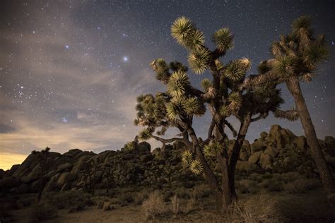 Joshua Tree National Park To Get Dark Sky Park Designation For Stargazing