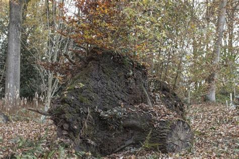 Old Fallen Over Tree Stump Lying In The Woods Stock Image Image Of