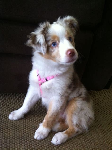 Mini Australian Shepherd Chihuahua Mix Pets Lovers