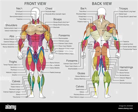 Musculos Cuerpo Humano Imágenes Vectoriales De Stock Página 2 Alamy