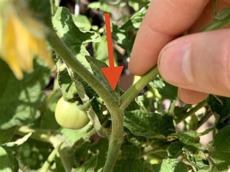 An Easy Guide To Pruning Early Girl Tomato Plants Couch