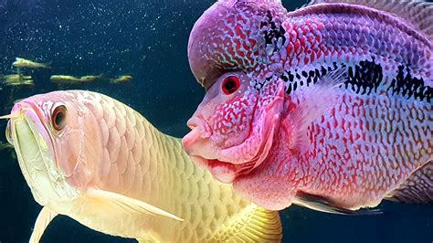 Flowerhorn Ikan Hybrid Manja Cantik Berbunga Bentuk Kepala Unik