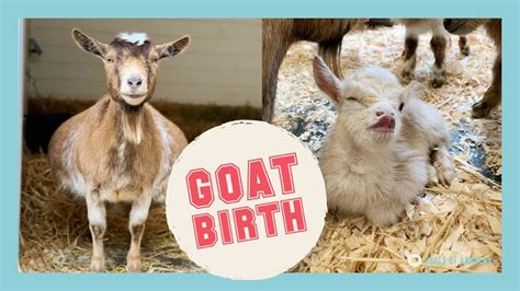 Mama Goat Gives Birth To Four Healthy Kids Youtube