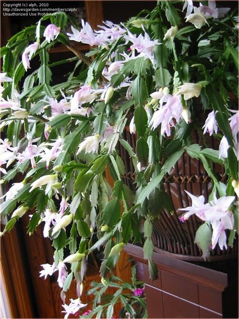 There are three main types of holiday cacti out there: PlantFiles Pictures: Thanksgiving Cactus, Holiday Cactus ...