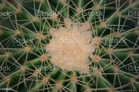 Closed Up Thorn Texture Of Cactus Stock Photo Download Image Now