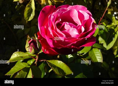 Rote Rose Im Garten Red Rose In A Garden Bloom Blooming Bright