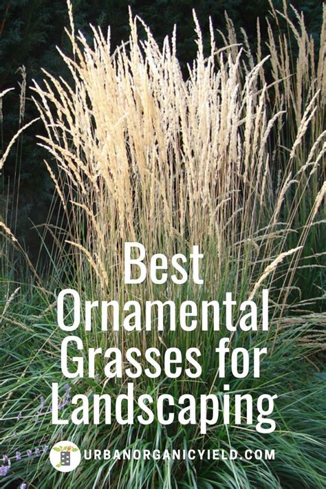 Best Ornamental Tall Grasses For Landscaping Shade Grass Grasses