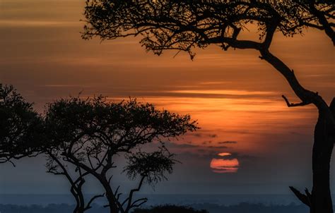 Wallpaper The Sun Trees Sunset Africa Kenya Reserve Masai Mara