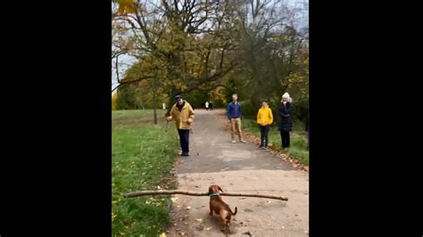 Elderly Man Encourages Tiny Dog Carrying A Large Stick Video Wins