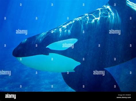 Orca Underwater Hi Res Stock Photography And Images Alamy