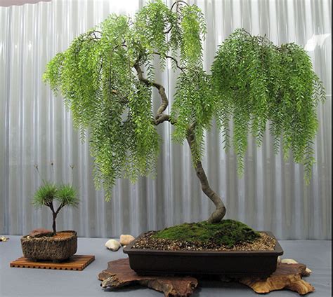 Perhatikan sama ada daun disusun dalam kumpulan atau bersendirian. Bonsai - pokok di atas dulang: ciri-ciri penjagaan dan ...