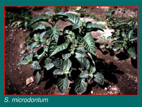 The slides should be properly labelled with pertinent information indicating the name of species, host, place and date of collecting, date of preparation. PPT - Potato Breeding: Methods, Genetic Constraints, and ...