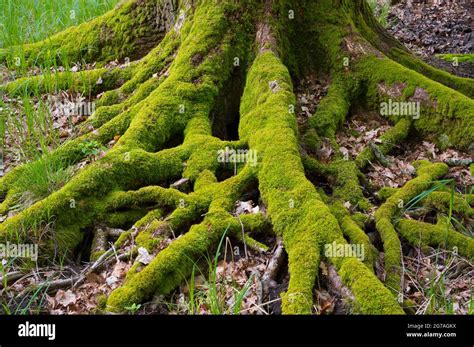 Root Old Tree In Forest Hi Res Stock Photography And Images Alamy