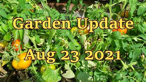 Garden Update Aug 23rd 2021 Youtube