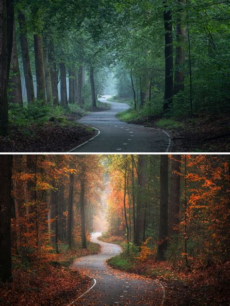 One Enchanting Forest Captured In Different Seasons Highlights The