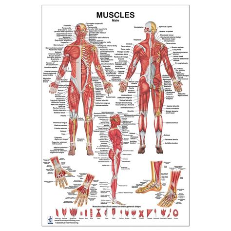 Human Body Muscles Diagram Labeled Muscle Chart Male Body Colored Images