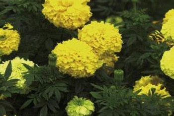 Many gardeners struggle with deer eating their plants. Are Marigolds Deer-Resistant? | Home Guides | SF Gate