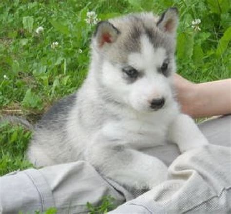 The chukchi people of northeast asia developed the breed now known as the siberian husky. Pets - Rapid City, SD - Free Classified Ads