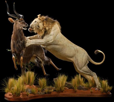 African Lion Hunting Antelope