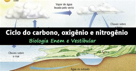 Veja Agora Os Ciclos Do Carbono Oxigênio E Do Nitrogênio Biologia Enem