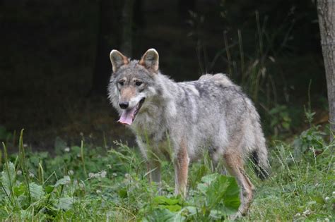 Wolf Free Stock Photo Public Domain Pictures