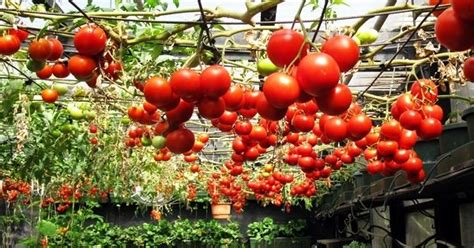 Ever Tried Growing Tomatoes Upside Down Growing Tomatoes Indoors