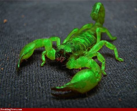 Green Scorpion Scorpion Arachnids Cute Reptiles