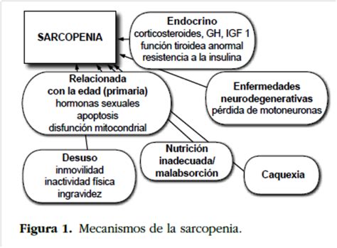 Sarcopenia literally means lack of flesh. what does sarcopenia mean? Sarcopenia - Entrenamiento de la Resistencia