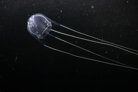 Is The Irukandji Jellyfish Deadly Worldatlas
