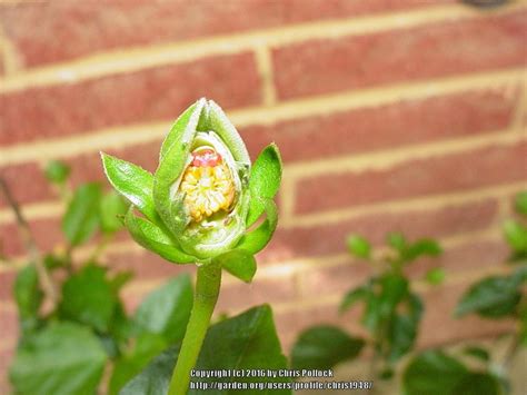 My leaves are being eaten by a caterpillar, because i can see its droppings yet i cannot see any? Pests and Diseases forum→What is eating my Hibiscus buds ...