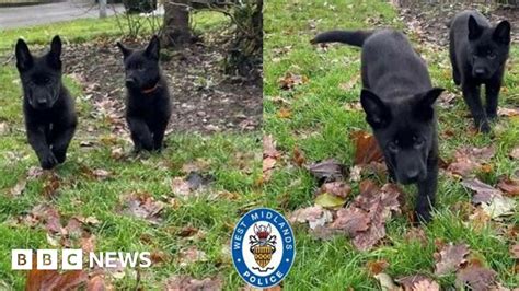 West Midlands Police Puppies In Need Of Festive Names