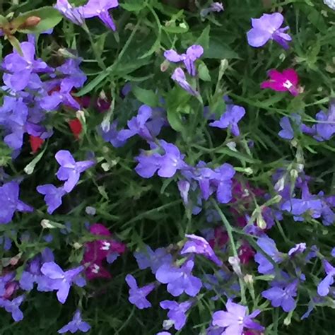 Cuphea llavea 'torpedo', a variety of the genus cuphea (cuphea) in the family photos and pictures of flowers and plants, gardens and gardening. Lobelia | Plants, Garden