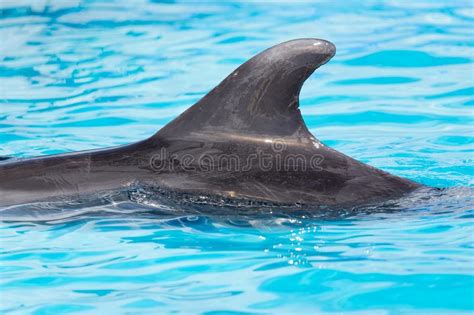 Fin Dolphin In The Pool Stock Image Image Of Dolphin 108712817