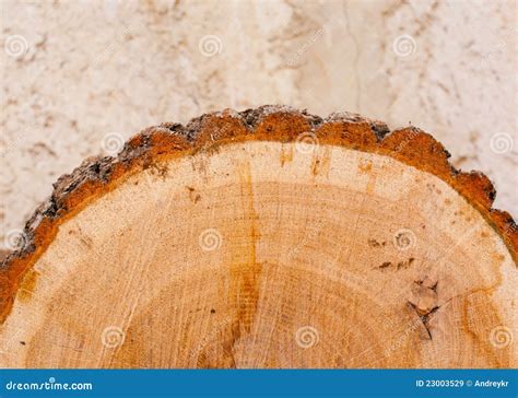 Brown Bark Of A Tree Royalty Free Stock Photography