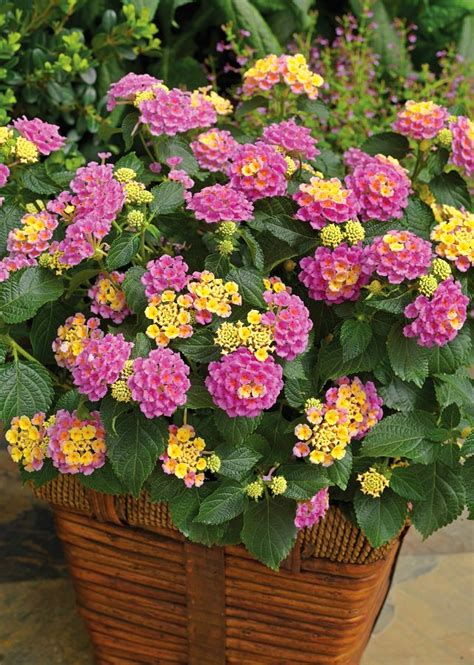 24 Best Drought Tolerant Plants That Grow In Lack Of Water Balcony