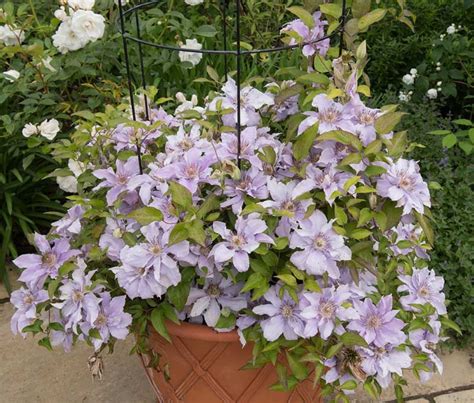 Sep 16, 2021 · 50 gorgeous fall container garden & planter ideas cooler temps are here to stay. 13 Best Perennials for Containers - Garden Lovers Club ...