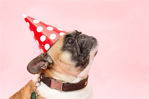 Dog Birthday Parties The Ultimate Guide To The Best Pup Party Ever