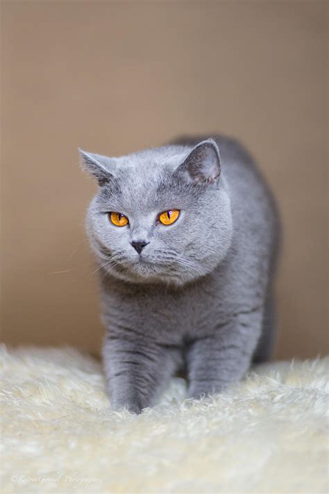 British Shorthair Cat Bri A British Blue Cat Russian Blue Cat Cats