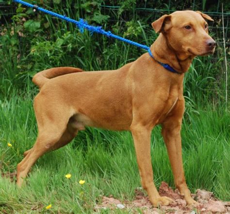Clancy 4 Year Old Male Hungarian Vizsla Cross Labrador Available For