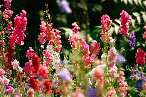 Our database has everything you'll ever need, so enter & enjoy ;) Larkspur seeds - Higgledy Garden